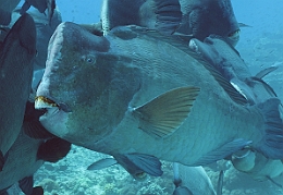 Sipadan_2015_Poisson perroquet a bosse_Bolbometopon muricatum_IMG_2212_rc